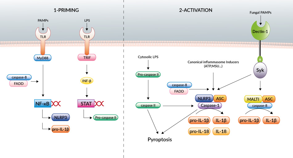 Priming and activation of inflammasomes