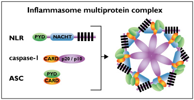 Inflammasome multiprotein complex