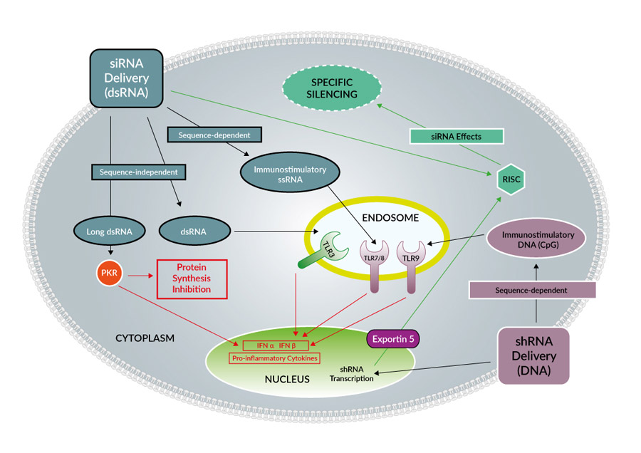 pathway of the induction of innate immune response by RNA interference