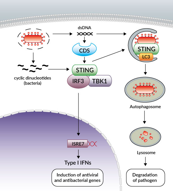 STING in the host response to intracellular pathogens
