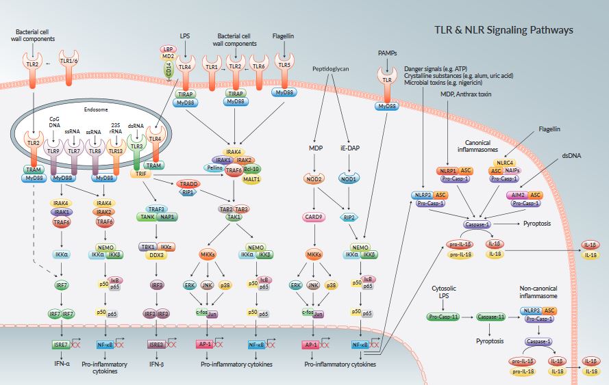 TLR Toll-like receptors - NLR Nod-like receptors Pathways