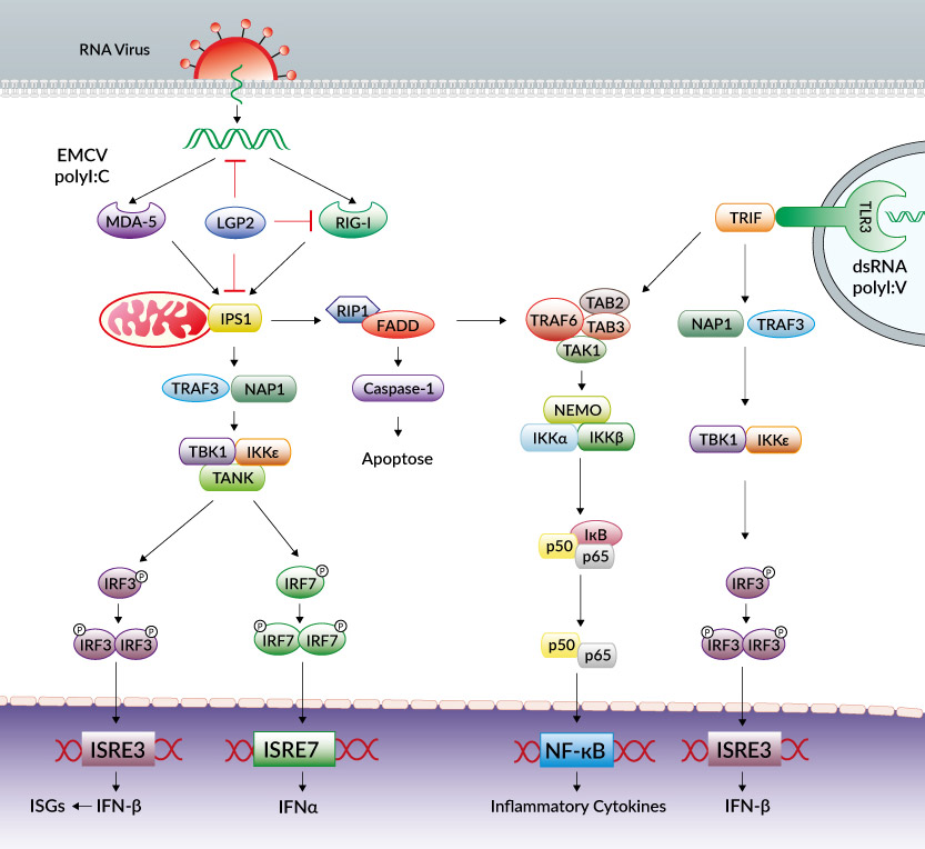 Viral dsRNA Signaling Through TLRs and RLRs | Review | InvivoGen
