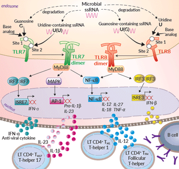TLR7-TLR8 pathway