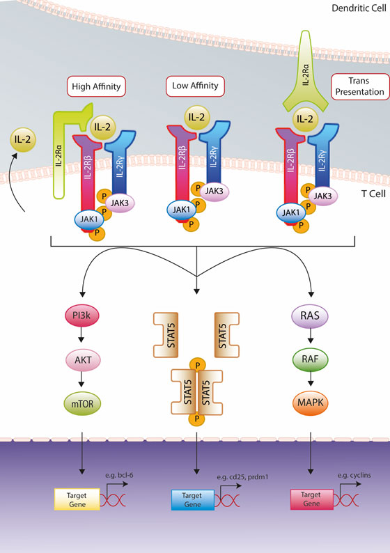 IL-2 receptor complexes and signaling pathway