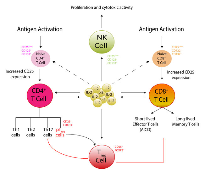 IL 2 Signaling And Its Effects In Immune Cell Types R D 45 OFF