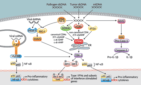 STING pathway