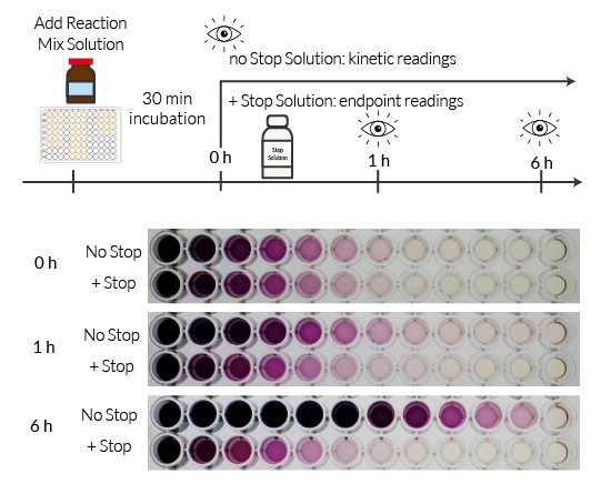 LDH-Blue™ allows kinetic or endpoint readings