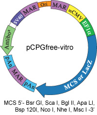 pCpGfree-vitro plasmid map