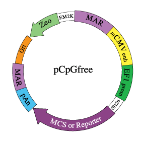 pCpGfree plasmid backbone