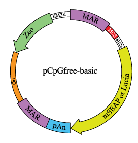 pCpGfree-basic plasmid