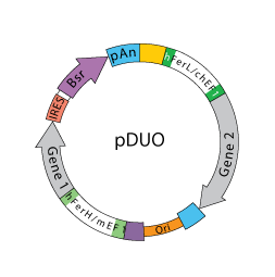 pDUO backbone map