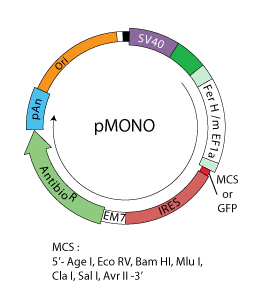 pMONO backbone