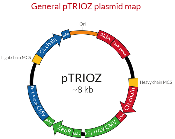 pTRIOZ General plasmid map
