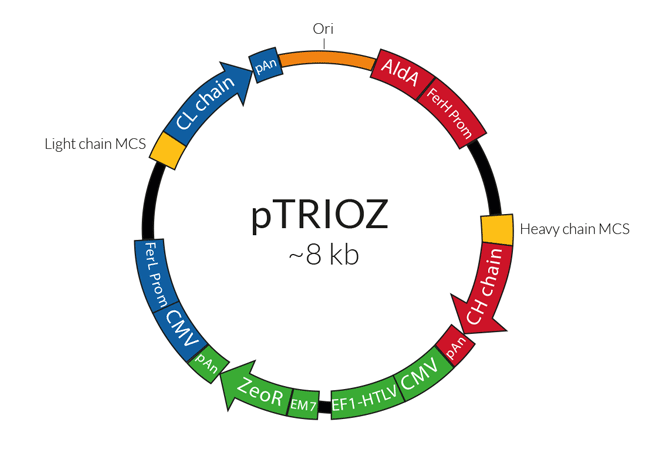 pTRIOZ General plasmid map