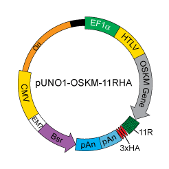 pUNO1-OSKM-11RHA map