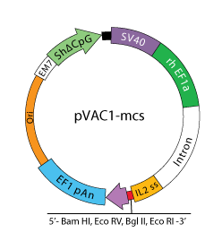 pVAC1-mcs