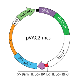 pVAC2-mcs
