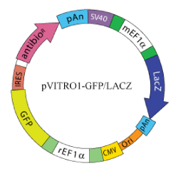 pVITRO1 - GFP - LacZ plasmid map