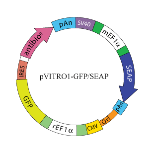 pVITRO1 GFP - SEAP