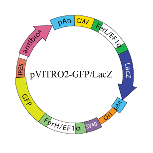 pVITRO2 - GFP - LacZ 
