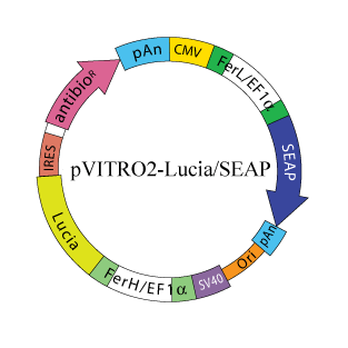 pVITRO2 - Lucia - SEAP plasmid map