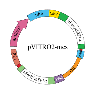 pVITRO2-mcs plasmid map