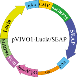 pVIVO1 - Lucia - SEAP