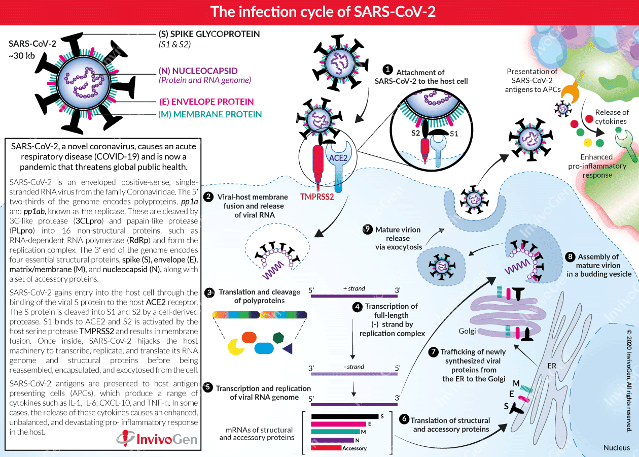 The infection cycle of SARS-CoV-2