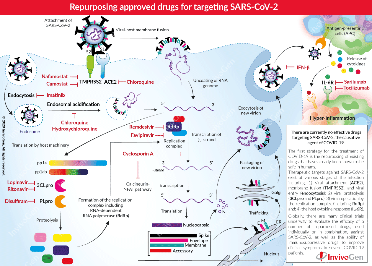 Коронавирус действует. Covid 19 treatment. Патогенез при Covid-19. Патогенез SARS-cov-2.