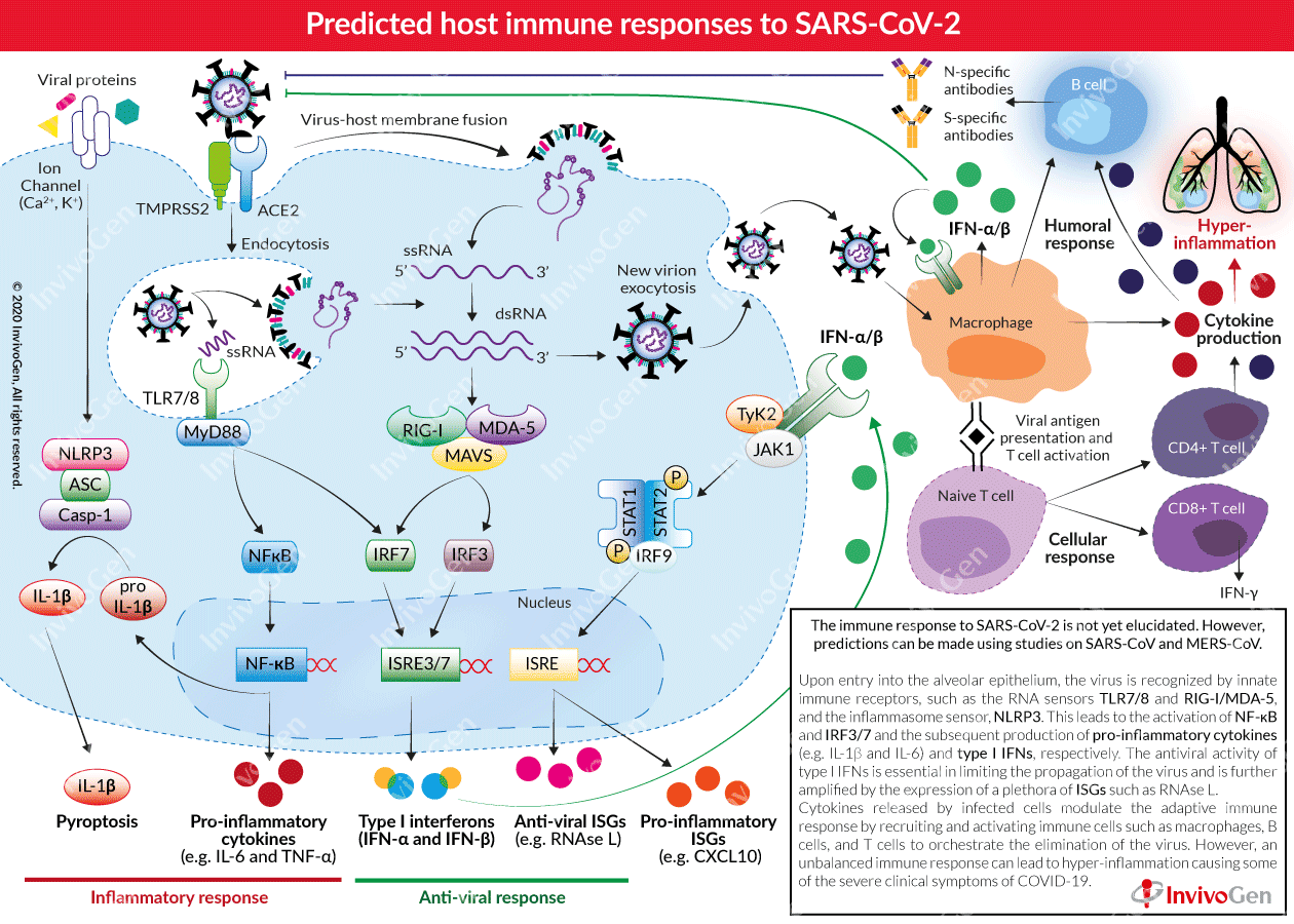 COVID-19 | Predicted Immune responses | InvivoGen