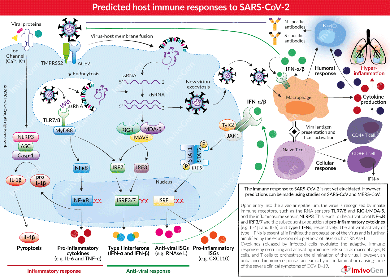 SARS-CoV-2 omicron variant may evade host immune responses