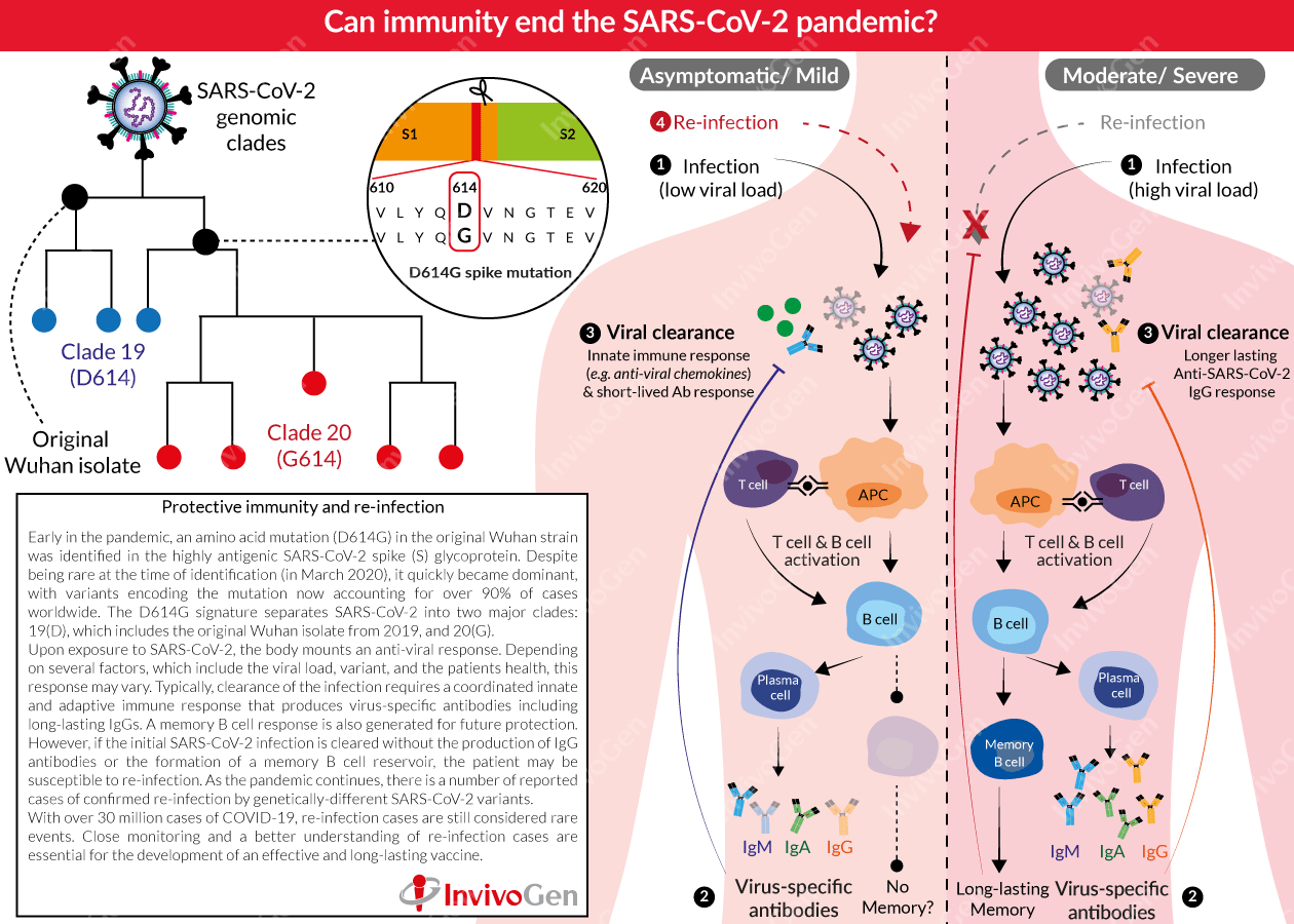 Can immunity end the SARS-CoV-2 pandemic?