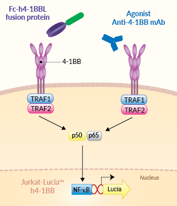 Principle of 4-1BB cellular assay