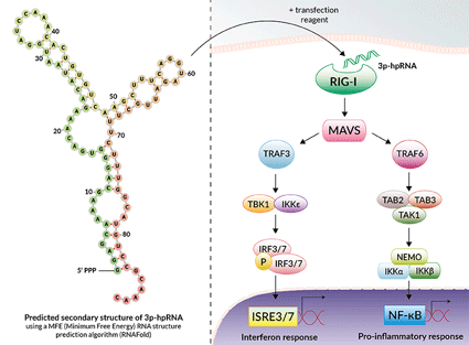 3p-hpRNA structure and signaling