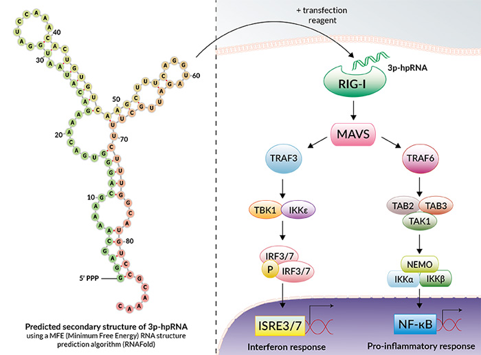 5 Triphosphate Hairpin Rna Rig I Agonist Invivogen