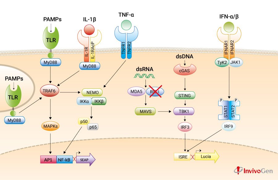 A549-Dual KO RIG-I pathway