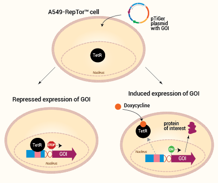 Inducible gene expression in A549-RepTor™ cells