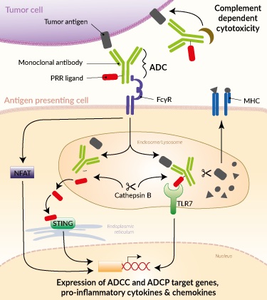Immunostimulatory ADC-mediated immune responses