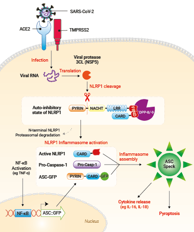 SARS-CoV-2-mediated ASC speck in A549-ASCoV2-NLRP1 cells