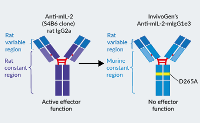InvivoGen’s engineered Anti-mIL-2-mIgG1e3 antibody