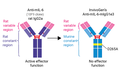 InvivoGen’s engineered Anti-mIL-6-mIgG1e3 antibody