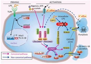 Inflammasome activation in THP1-KO-CASP4 cells