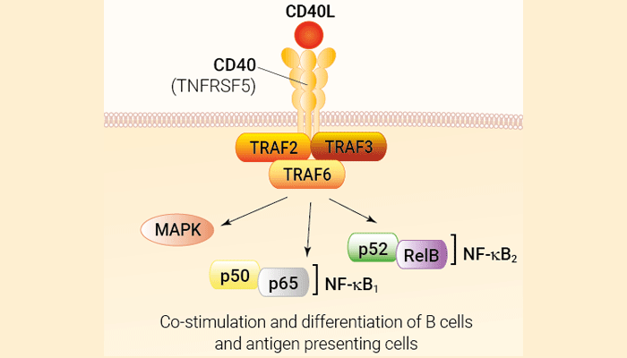 Recombinant human CD40L protein (CHO) - Bioactive cytokine