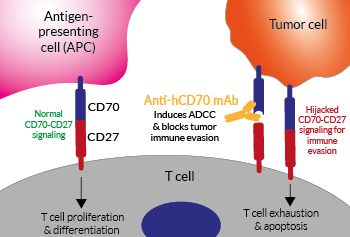 Anti-hCD70 mAb functions in cancer