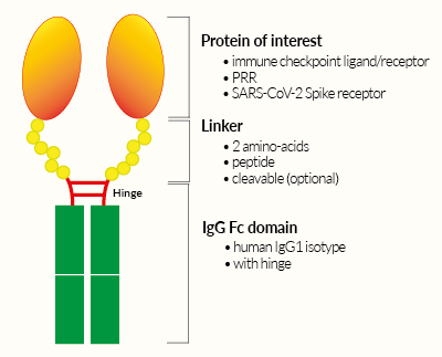 Structural features of Fc-fusion proteins