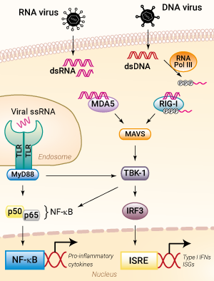 RLR signaling pathway