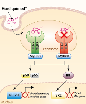 Activation of TLR7 by Gardiquimod™