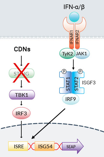HEK-Blue™ ISG-KO-STING Cells pathway