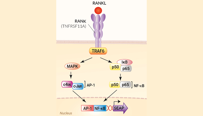 RANKL Reporter HEK 293 Cells