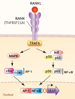Signaling pathways in HEK-Blue™ RANKL cells